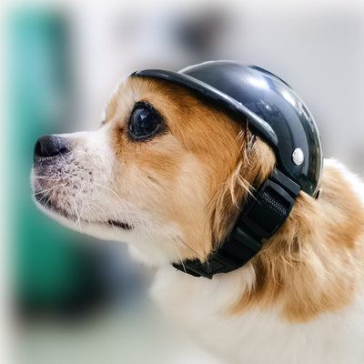 Stylish Safety Helmet for Dogs & Cats